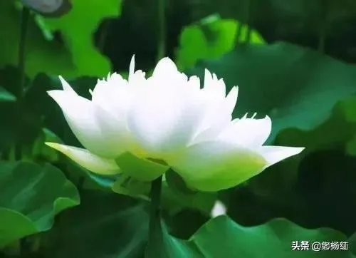 如何干掉领导,自己当领导?