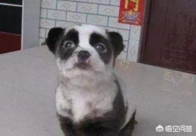 被染色成熊猫的狗,真的更“可爱”吗?