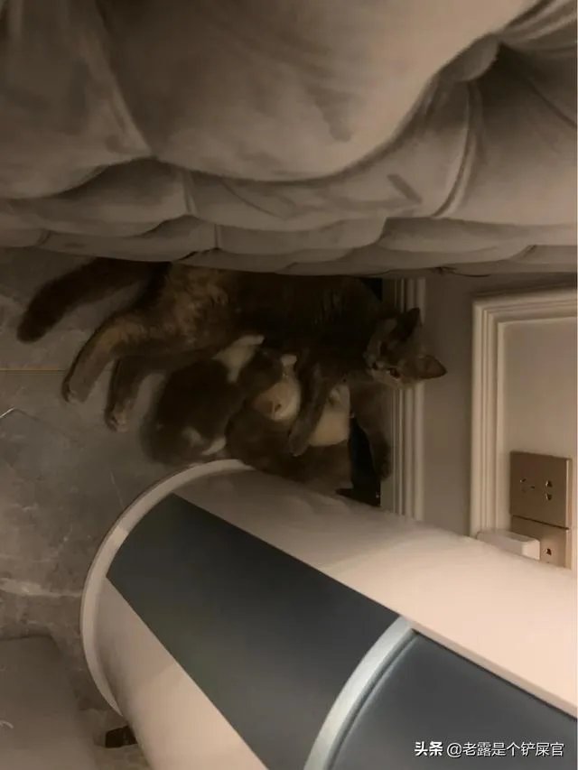 奶猫是不是吃了睡睡了吃?一天要睡多长时间?