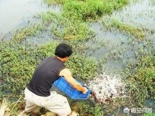 养殖小龙虾,水质该如何管理,日常管理要注意什么?