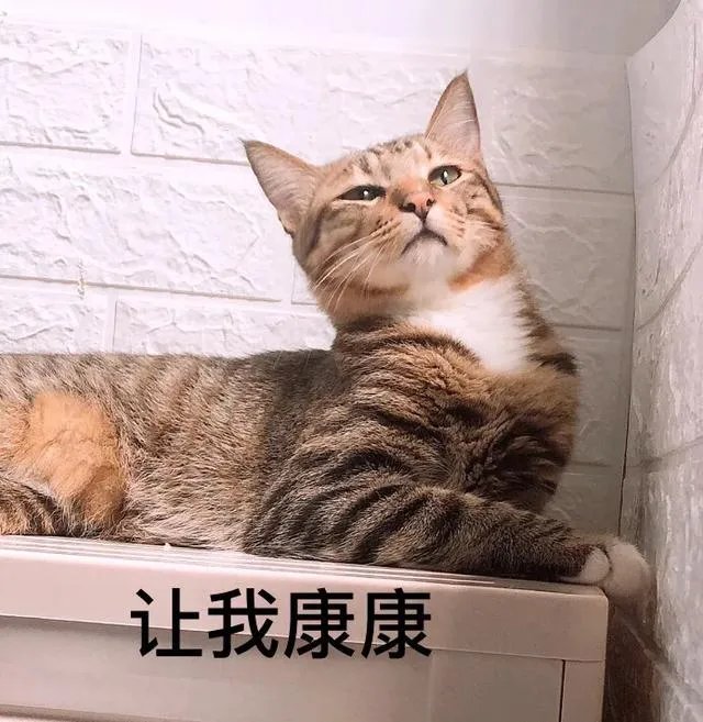 你家的猫做过哪些不可思议的事?