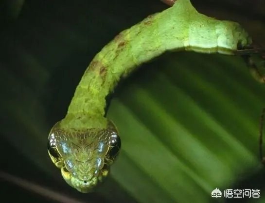 动物中,有没有我们从没见过的伪装术?