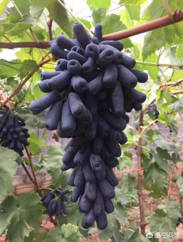 蓝宝石葡萄苗多少钱一棵?