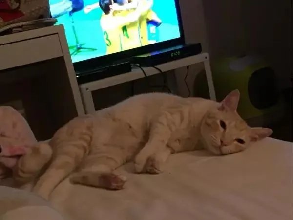 你家的猫做过哪些不可思议的事?