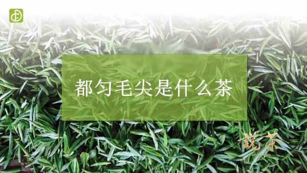 都匀毛尖是什么茶(图文)