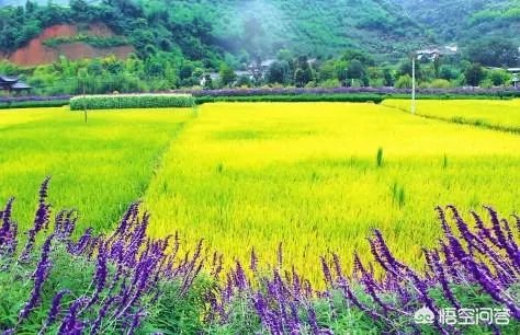 没打药的大米能卖多少钱一斤?有什么依据?
