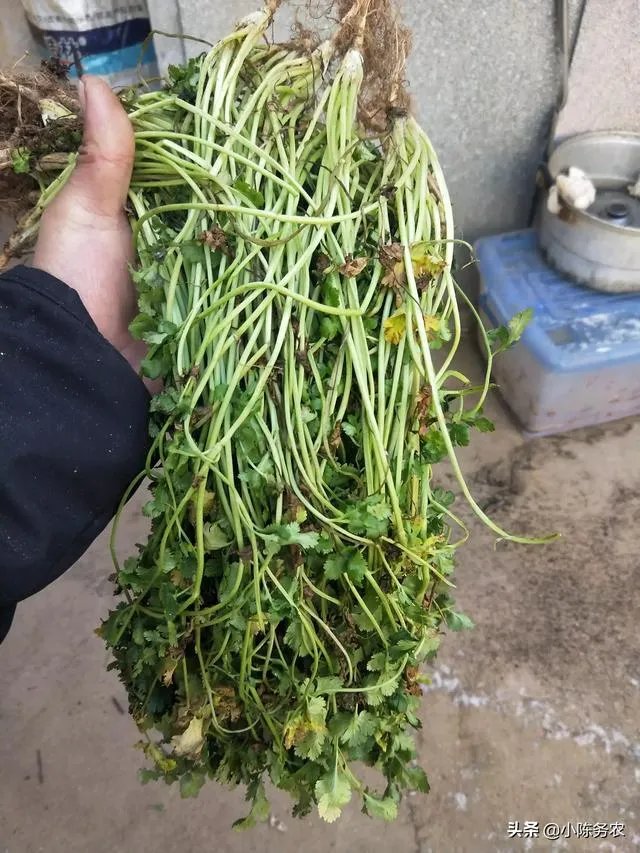 网购农产品和当地市场买有啥区别？