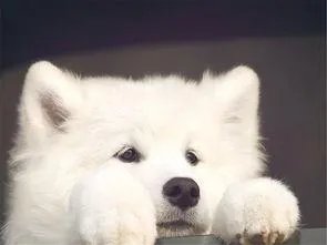 萨摩耶在交警队混吃混喝1个月把交警吃穷了,有这么夸张吗,萨摩耶有多能吃?