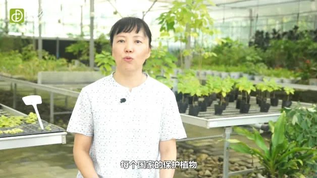 兰花怎么养