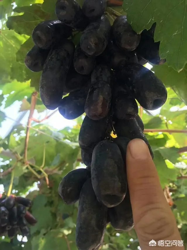 蓝宝石葡萄苗多少钱一棵?