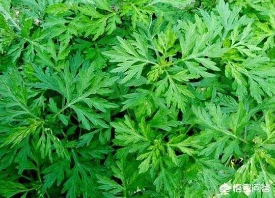 艾草是野生的好还是种植的好？