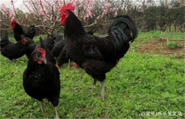 林地养鸡有什么好处吗?