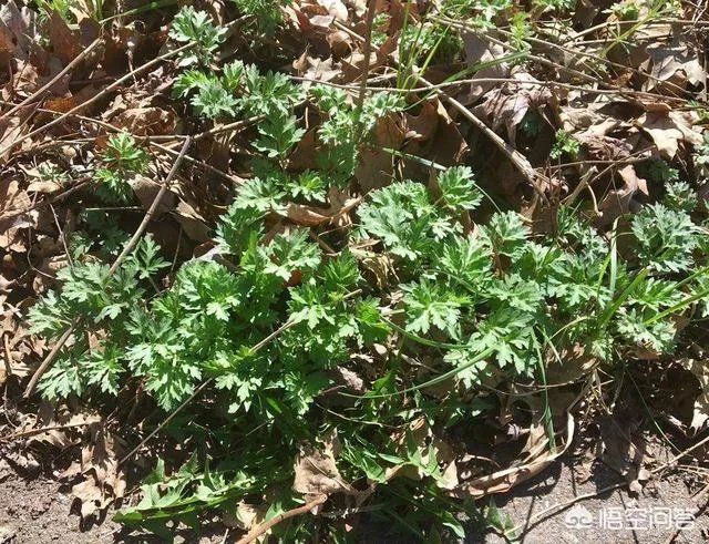 艾草是野生的好还是种植的好？