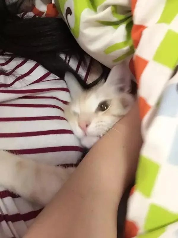你家的猫做过哪些不可思议的事?