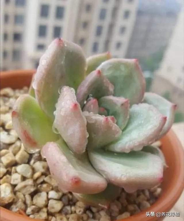 给多肉浇水的秘诀是什么?