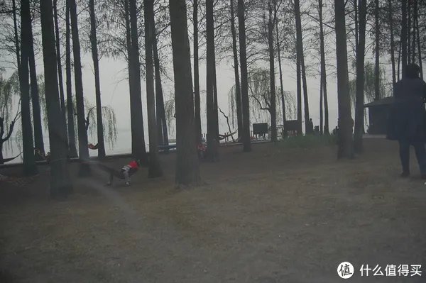 全自动帐篷入手体验