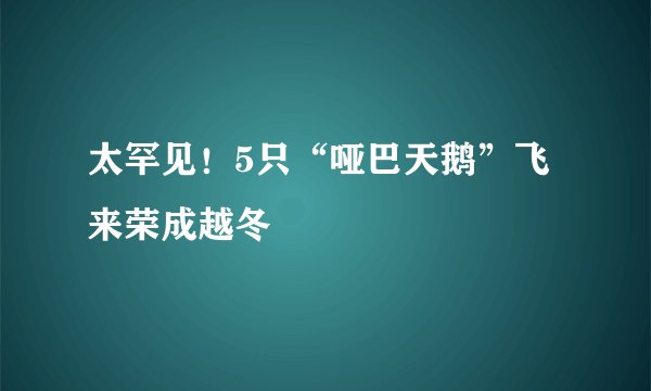 太罕见！5只“哑巴天鹅”飞来荣成越冬