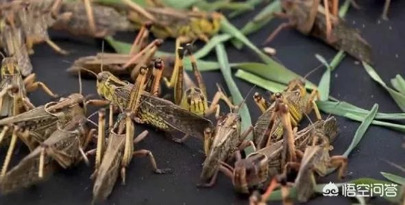 现在看到农村很多大棚饲养蝗虫的,效益咋样?