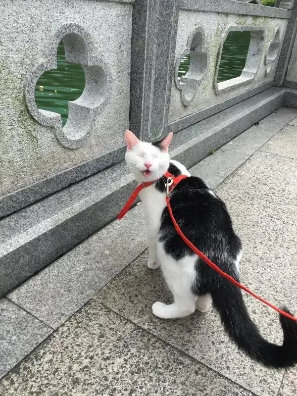 你家的猫做过哪些不可思议的事?