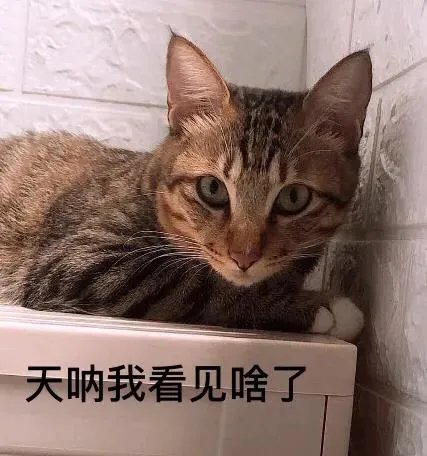 你家的猫做过哪些不可思议的事?