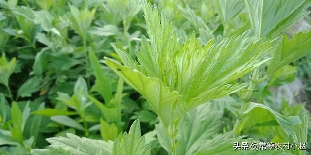 艾草是野生的好还是种植的好？