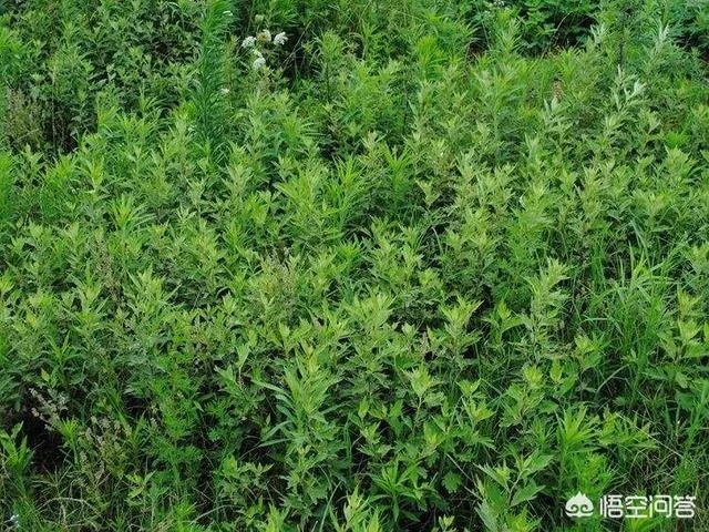 艾草是野生的好还是种植的好？