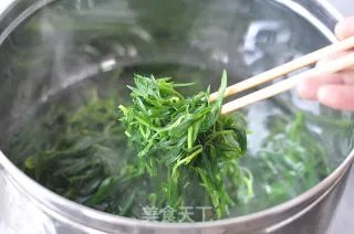 葱油扫帚苗