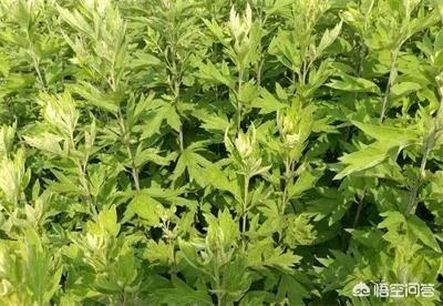 艾草是野生的好还是种植的好？