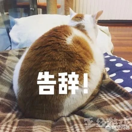 RNG仅有三人录制天天向上,蔡徐坤粉丝发放RNG宣传资料,你怎么看?