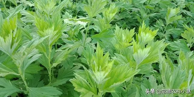 艾草是野生的好还是种植的好？
