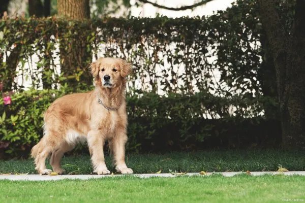 金毛犬还有一个名称叫黄金猎犬,那么金毛是什么犬种呢?