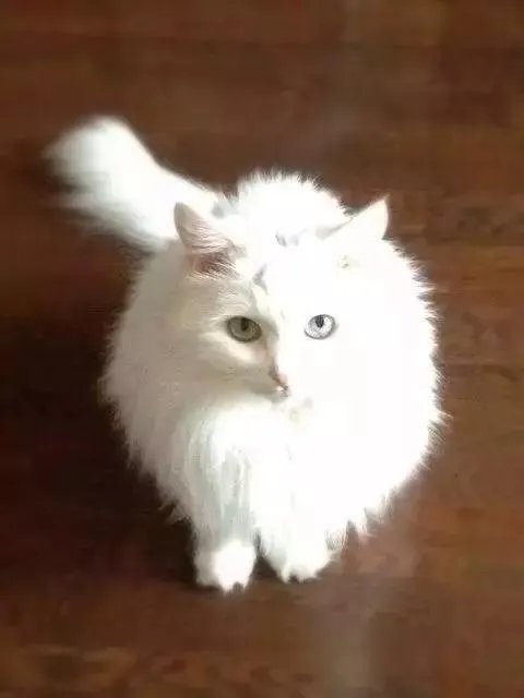 你家的猫做过哪些不可思议的事?