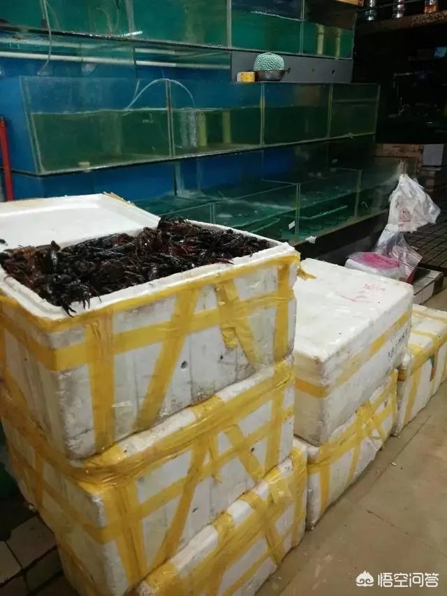 养殖小龙虾每亩投入3000元,亩产300斤算正常吗?该如何养殖?