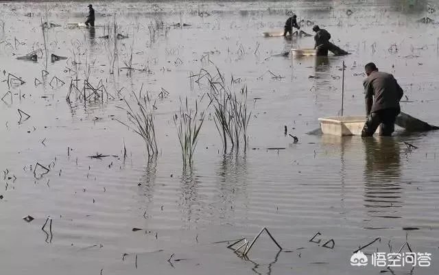 养殖小龙虾每亩投入3000元,亩产300斤算正常吗?该如何养殖?