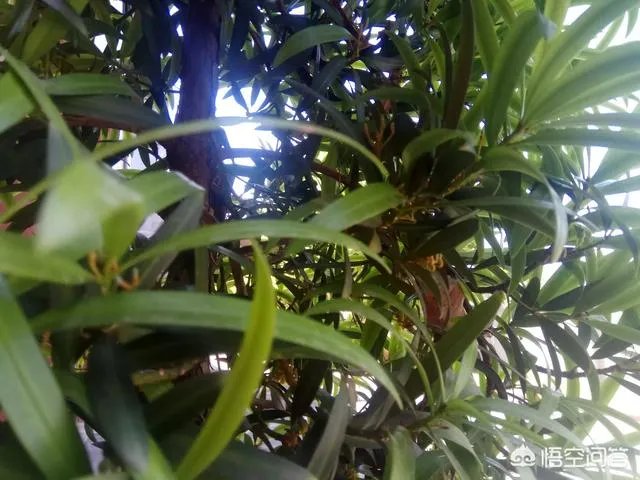 如果你的银行卡里突然多了50个亿，你晚上能睡着吗？