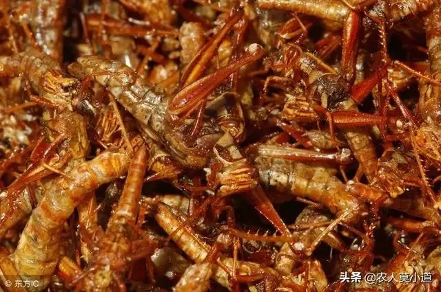 现在看到农村很多大棚饲养蝗虫的,效益咋样?