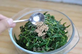 葱油扫帚苗
