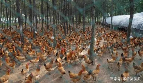 林地养鸡有什么好处吗?