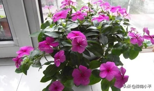 长春花怎么摘心?