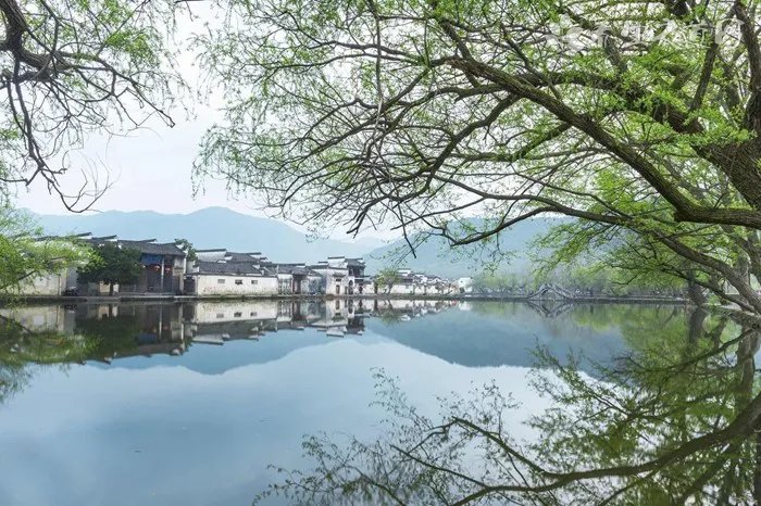 柞木根