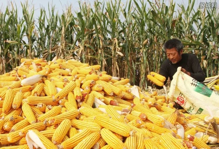 贵州种玉米将被罚 2018贵州不能种玉米吗