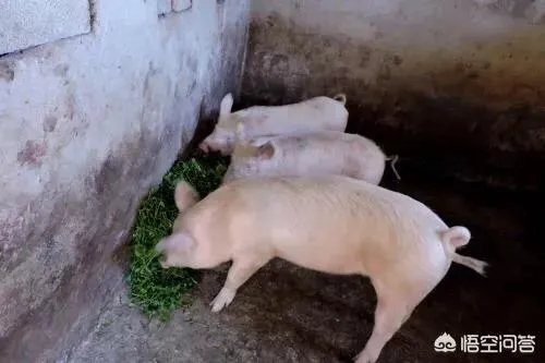 如果猪价降至6元,养殖户的利润是怎样的?