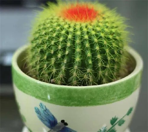 金虎仙人球会开花吗 如何养好金虎仙人球