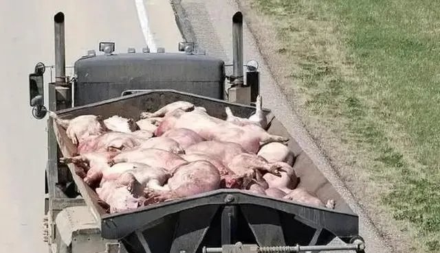 美国市场无肉可卖,为何养殖户却对猪进行安乐死,尸体堆积如山?
