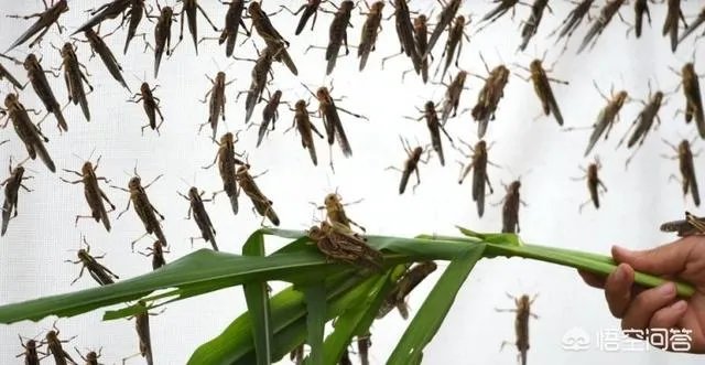 现在看到农村很多大棚饲养蝗虫的,效益咋样?