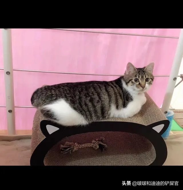 奶猫是不是吃了睡睡了吃?一天要睡多长时间?