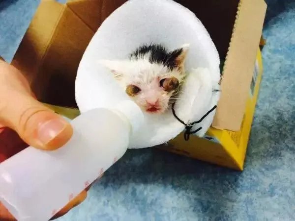 你家的猫做过哪些不可思议的事?
