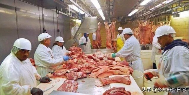 美国市场无肉可卖,为何养殖户却对猪进行安乐死,尸体堆积如山?