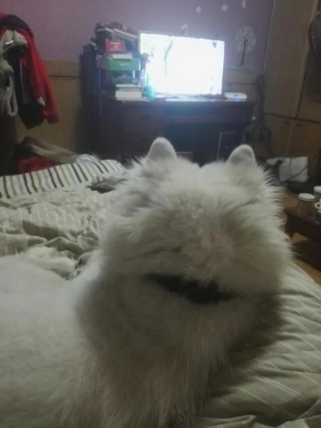 萨摩耶在交警队混吃混喝1个月把交警吃穷了,有这么夸张吗,萨摩耶有多能吃?
