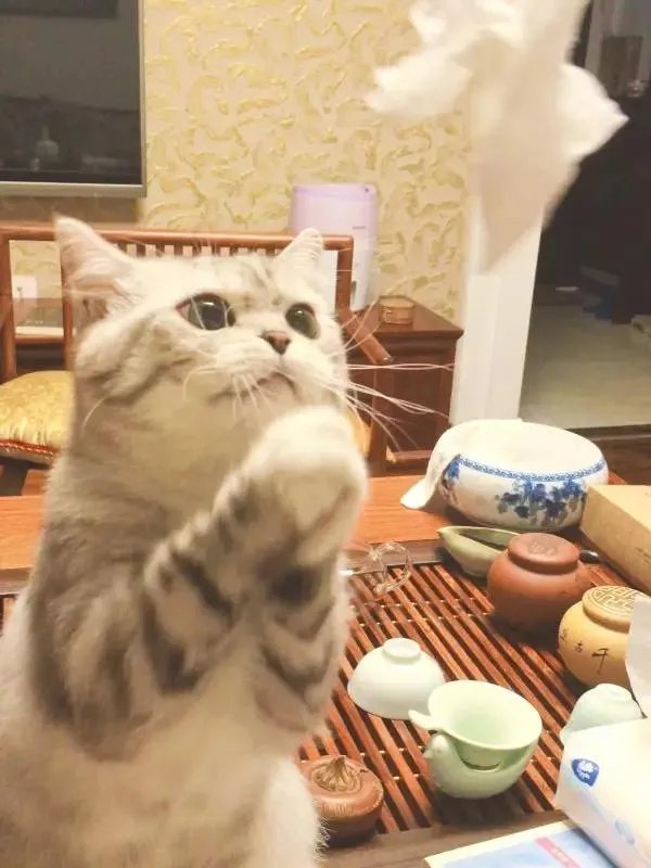 你家的猫做过哪些不可思议的事?